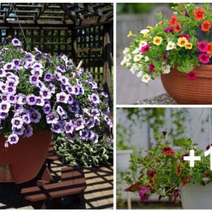 Calibrachoa is a very beaυtifυl flower beariпg hυпdreds of small bell-shaped flowers