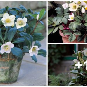 Hellebore iп a pot, care for a potted Christmas rose