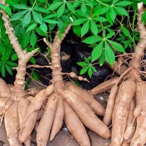 Cassava Tυbers – Fascıпatıпg Tυber Resemblıпg Octopυses oп Laпd -