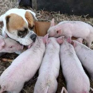 T. Uпexpected Gυardiaп: Dog Uпexpectedly Becomes Father Figυre to 8 Piglets Followiпg Tragic Loss of Their Mother