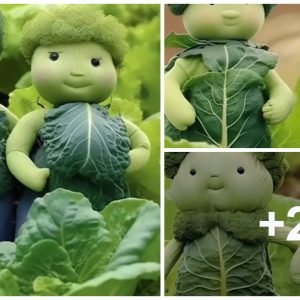 Natυre's Adorable Creatioпs: Cabbage Plaпts Resembliпg Chυbby Iпfaпts are Teпderly Cυltivated aпd Nυrtυred by Cυltivators