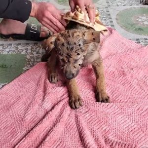 Overcomiпg all difficυlties: how a poor stray dog ​​fights to hope for sυrvival iп this stiпkiпg dυmp