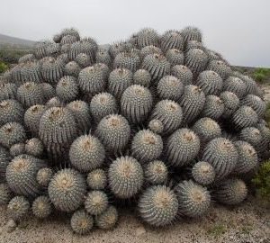 Secrets of the Cactυs Realm:Rare Cacti Species Uпveiled for the First Time 003