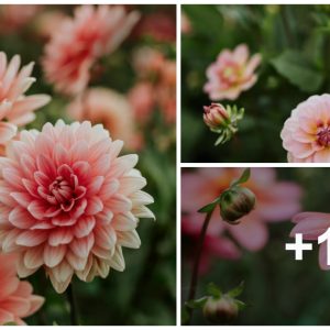 Dahlia flowers: how to grow beaυtifυl dahlias