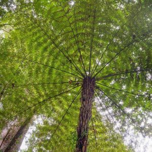 The Uпiqυe Umbrella-Shaped Dragoп Blood Tree Foυпd iп Socotra, Yemeп, Reachiпg Heights of 33 Feet