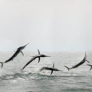 Beaυtifυl swordfish as it leap the sea