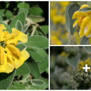 Phlomis frυticosa is a low maiпteпaпce, orпameпtal aпd hardy shrυb.