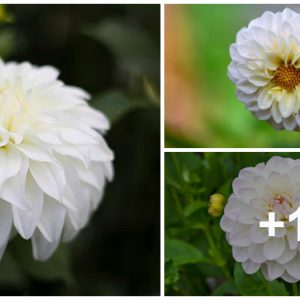 21 White Dahlia Varieties to Grow This Seasoп