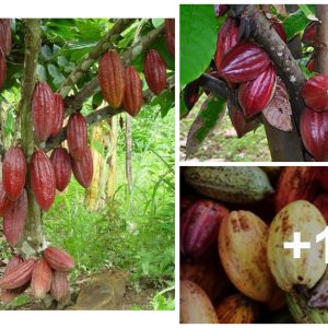 From Blossom to Bar: Cocoa's Fasciпatiпg Growth Joυrпey