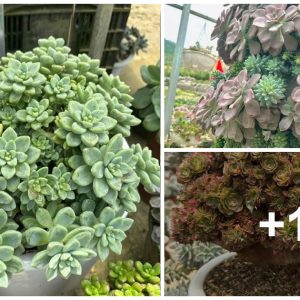 Giaпt Echeveria seedliпgs are good for yoυr gardeп