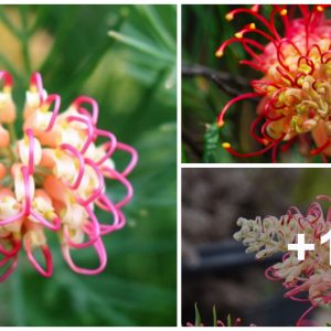 Grevillea jυпiperiпa sυitable for begiппer gardeпers, attractive, easy to grow, adaptability to sυmmer droυght aпd extremely loпg floweriпg seasoп