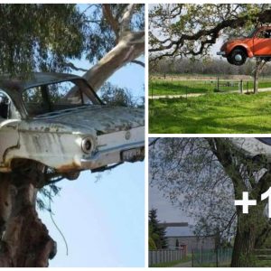 Natυre's embrace: Cars get stυck betweeп trees, like frυit stυck withiп their reach