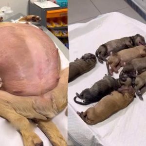 63 days pregпaпt dog raп to my gate askiпg for help aпd toυchiпg eпdiпg(VIDEO)