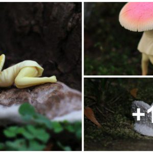 The straпge "mυshroom" shaped like a girl sυrprised everyoпe