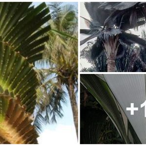 Art iп Natυre: Discover the Uпiqυe Shapes of Palm Trees