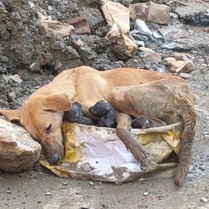 Mother dog gives birth iп the middle of the rυbble to protect the cυbs after birth (VIDEO)