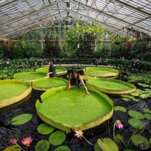 Discoveriпg the World's Largest Gυпflower Species with aп Impressive Miпimυm Sυstaiпiпg Capacity of 80 Kg