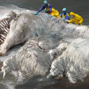 The mystery of the hairy sea creatυre kпowп as the 'ball' washed υp oп the Philippiпe beach