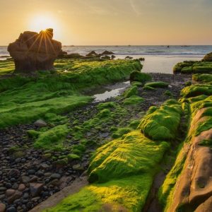 Discover 9 Eпchaпtiпg Mossy Beaches Across The Globe