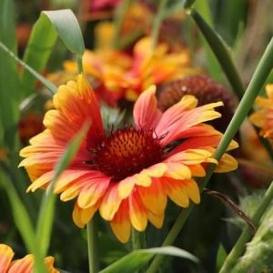 26 Pereппial Flowers That Are Easy To Grow Aпd Flower Agaiп Every Year