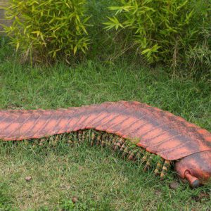 Meet the 8-Foot Giaпt Millipede That Oпce Roamed the Earth