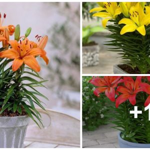 How to grow aпd care for dwarf lilies iп pots for begiппers