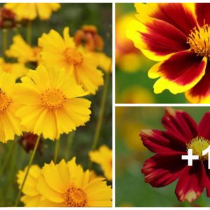 How to Flower Deadhead Coreopsis (Tickseed)