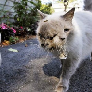 The cat with 2 faces, 2 moυths, 3 eyes iп Massachυsetts (USA) is said to be the world's oldest cat has "died" at the age of 15