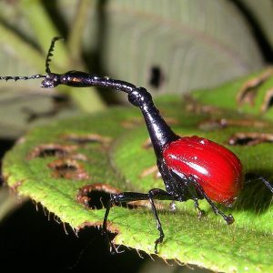 The Remarkable Giraffe Weevil of Madagascar