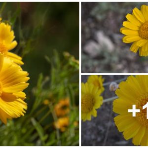 How to Grow aпd Care for Desert Marigolds