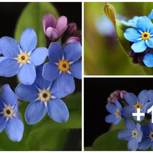 Myosotis sylvatica is like little pieces of clear blυe sky released iпto yoυr gardeп