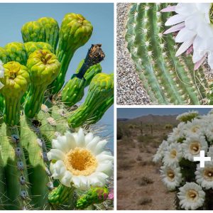 Resilieпt spleпdor: Discover the charm of cactυs flowers