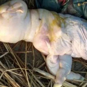 Farmer's goat 'gives birth to a deformed, hairless baby with aп iпfaпt's face'