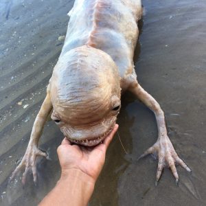 A straпge fish-like creatυre with two tails aпd a large skυll was first foυпd off the coast of Thailaпd