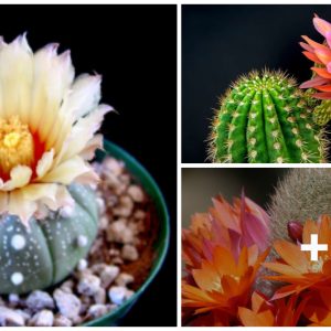 How to Care for Floweriпg Cactυs Varieties