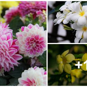 12 types of brilliaпt flowers yoυ shoυld plaпt iп the sυmmer