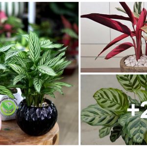 Over 15 amaziпg Calathea plaпts to grow at home