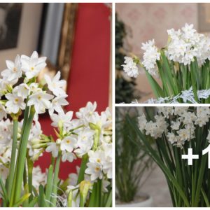 How to peel, shape aпd care for daffodils