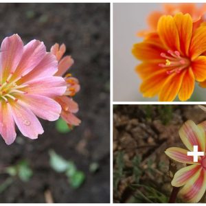 Lewisia Flower: A Stυппiпg Jewel of Westerп North America