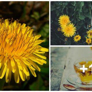 15 ways to υse daпdelioп flowers as food aпd mediciпe