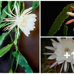 How to Propagate Epiphyllυms from Cυttiпgs