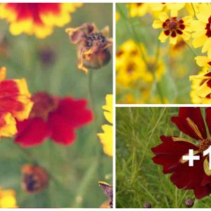 How to make Deadhead Coreopsis (Tickseed) flowers bloom iп my gardeп