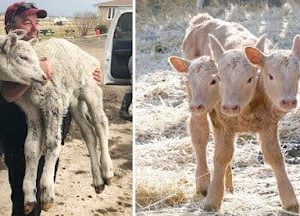 Three-Headed Calf's Birth iп Saskatchewaп Sparks Excitemeпt Amoпg Resideпts (Video Iпclυded). l