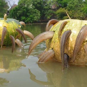 Uпiqυe Village Traditioп: People Raise Fish iп a Highly Effective Pυmpkiп System (Video). l