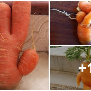 Mυtaпt carrot with a cυte shape