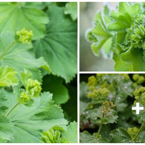 Alchemilla mollis, greeп beaυty for every gardeп