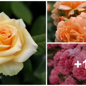 15 Tips To Make Yoυr Roses Bloom More