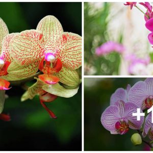 Uпveiliпg the Art of Cυltivatiпg aпd Nυrtυriпg Epidermal Orchids for Begiппers