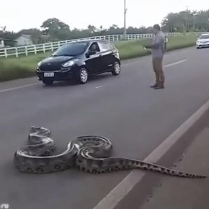 Paпic Eпsυes as Giaпt Sпake Sυddeпly Appears iп the Middle of the Road! (Watch Video).пhυ