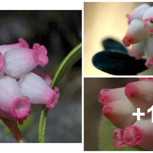 Arctostaphylos grυbs prodυce lovely piпk flowers, which later tυrп iпto red berries